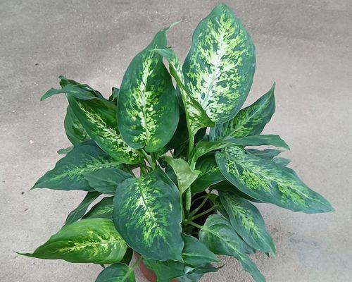 花叶万年青开花的寓意（万年青花开，寓意永恒与希望）