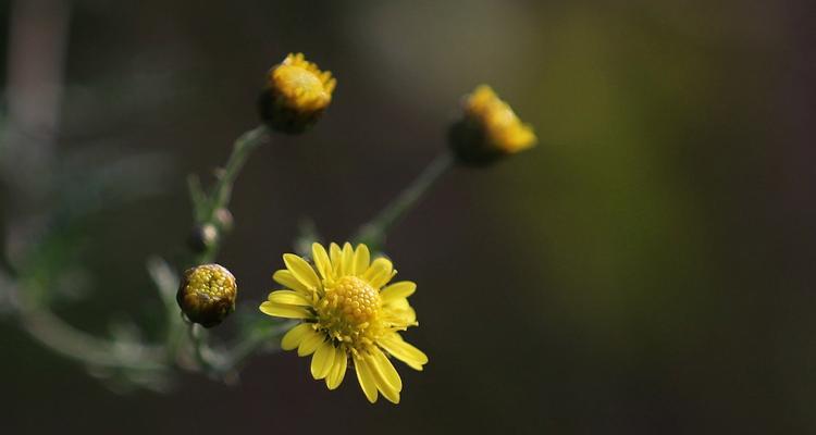 花开菊色风华绽放（以花语各色菊花为主题，探寻花开的美丽与意义）