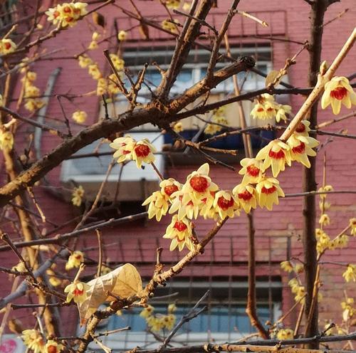 黄腊梅花花语-寄托希望和坚韧（花开寒冬，以黄腊梅为旗帜）