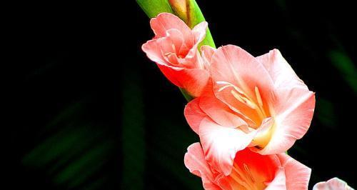 黄兰花的寓意与花语（探索黄兰花的美丽寓意，传达和谐与希望的花语）