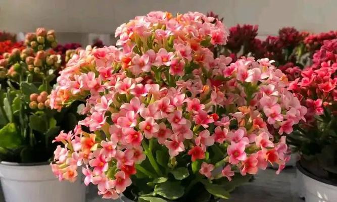 黄色长寿花花语的深意(揭示黄色长寿花的秘密,传递幸福与长寿之道)