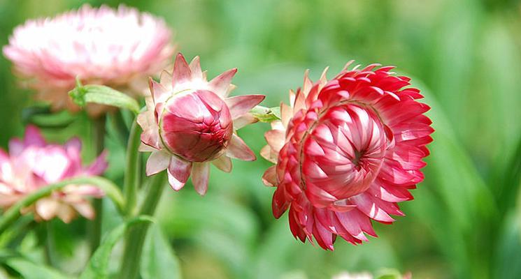 黄色蜡菊花语（传达温暖与关怀的金黄之花）