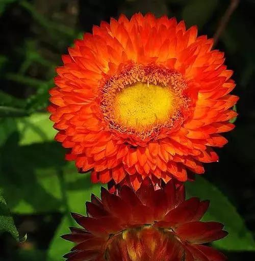 黄色蜡菊花语（传达温暖与关怀的金黄之花）