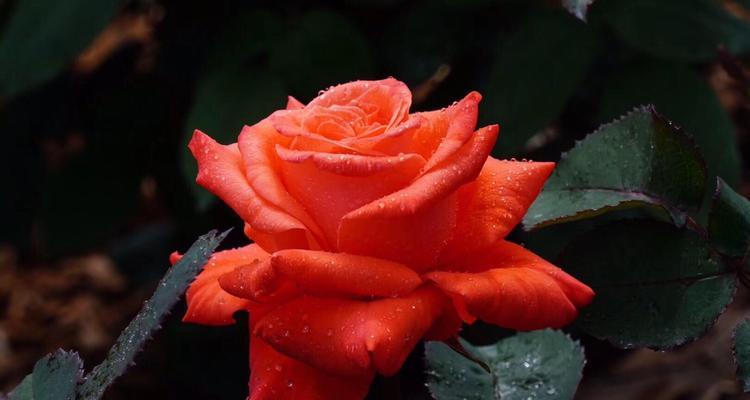 黄色月季花语（以黄色月季传递快乐和希望的花语）