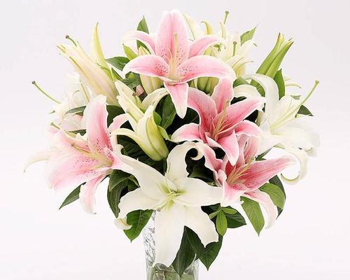 以黄天霸百合花语为主题的深情绽放（相思芬芳，在黄昏中开放）