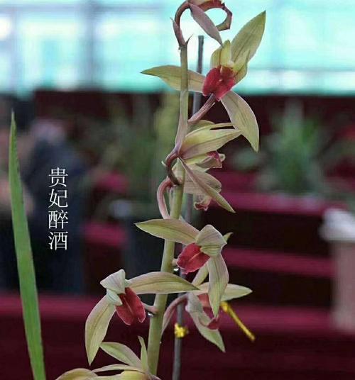 寓意高尚的慧兰花——美丽与坚韧并存的象征（1个）