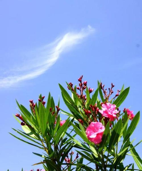 夹竹桃花语传说——花开寓意与神话传承（娇艳夺目的花海，隐藏的危险之美）