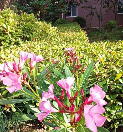 夹竹桃花语传说——花开寓意与神话传承（娇艳夺目的花海，隐藏的危险之美）