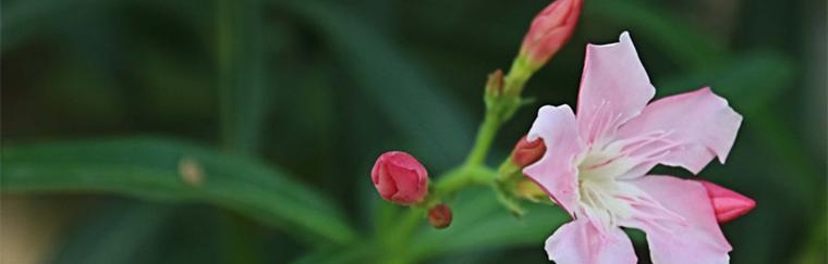 夹竹桃花语传说——花开寓意与神话传承（娇艳夺目的花海，隐藏的危险之美）