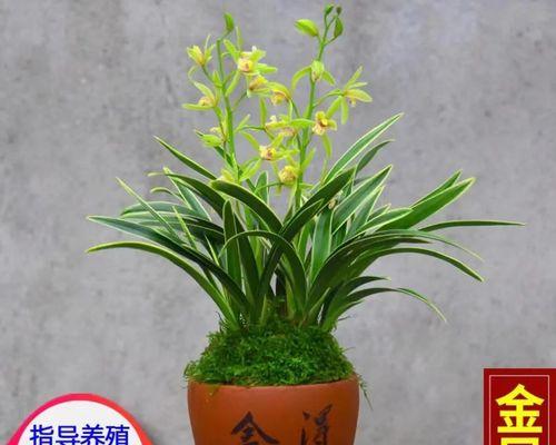 家养兰花的意义（培养美丽与宁静，感受大自然的力量）