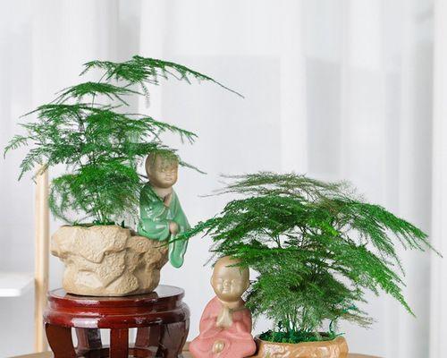 家里养文竹的寓意-修身养性（以文竹为师，提升生活品质）