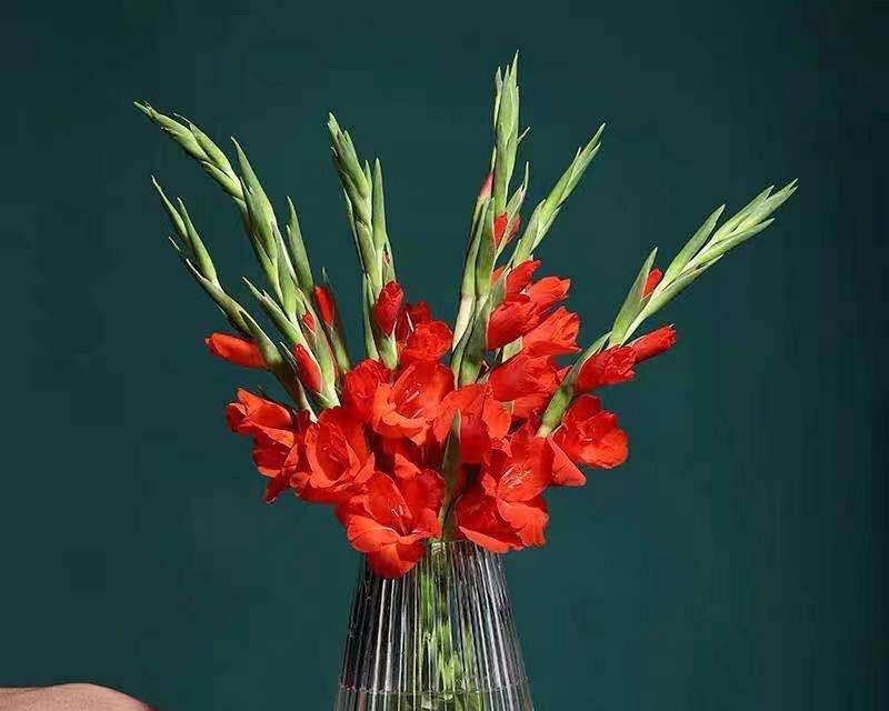 剑兰花（探索剑兰花的花语与美丽）