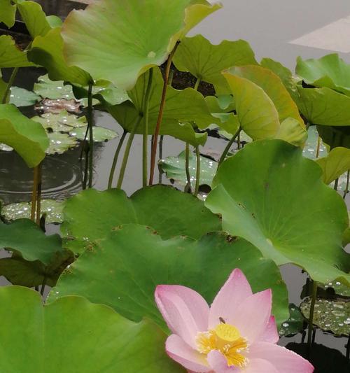 荷花之美（探究荷花的品种特点）