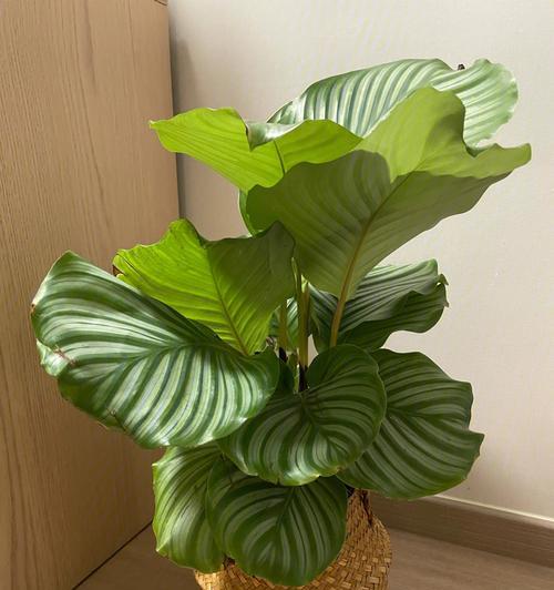 青苹果竹芋叶子发黄，原因何在？（揭秘青苹果竹芋叶子发黄的原因及应对策略）