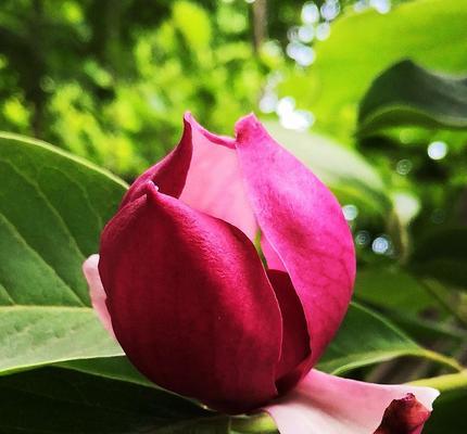 六月花海盛宴（盛开的花朵犹如绚烂的烟火）