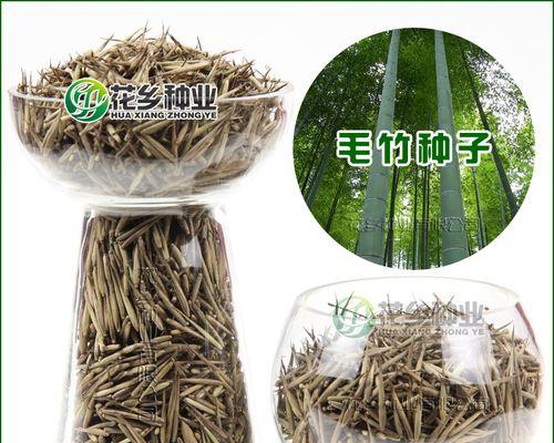 毛竹种子的种植技巧（如何正确地种植毛竹种子）