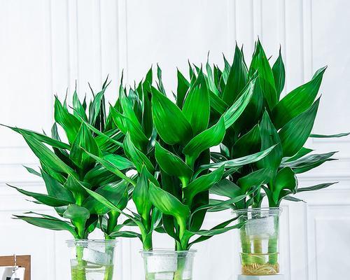 室内水培植物——绿色生命的家居之美