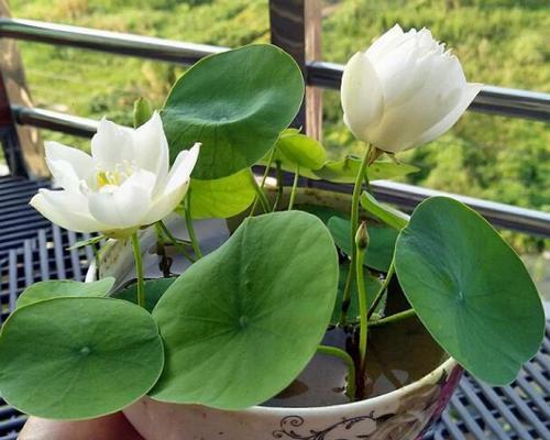 水培睡莲的养护指南(打造清新水上花园)