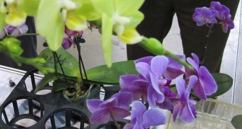 打造蝴蝶兰的水肥管理秘籍（掌握正确养护方法，让蝴蝶兰绽放美丽花朵）