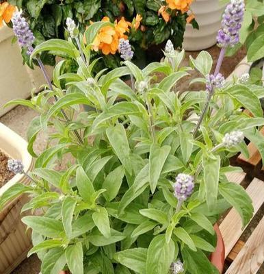 蓝花鼠尾草的种植方法（打造美丽庭院的关键）