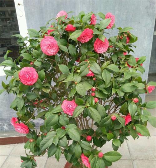 四季茶花的养殖技巧（打造美丽庭院的必备秘籍）