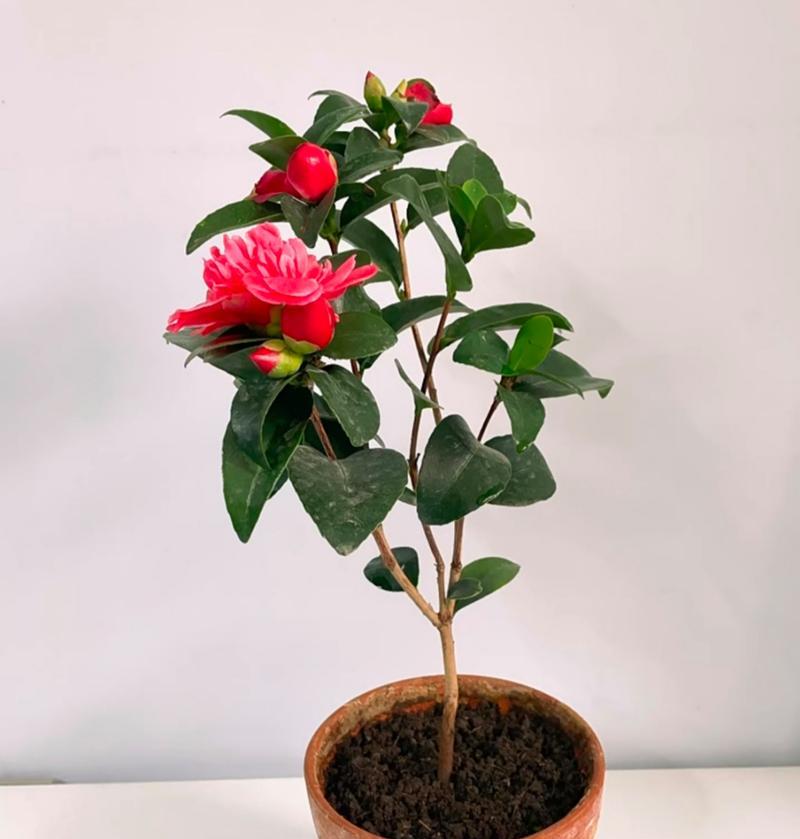 四季茶花的养殖技巧（打造美丽庭院的必备秘籍）