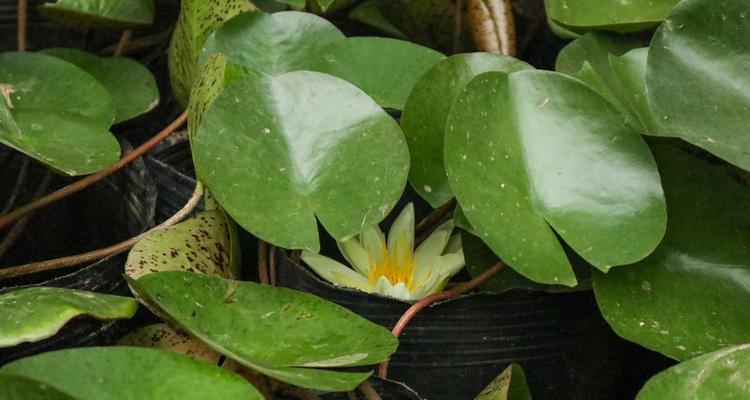 睡莲种植，时间和方法（探索种植睡莲的时间和方法，让你的池塘更加美丽）