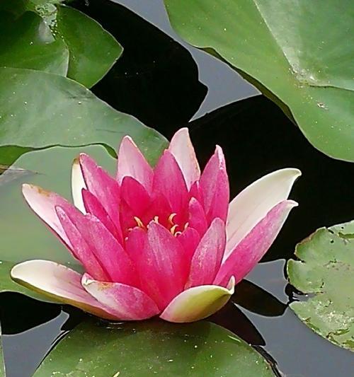 睡莲种植，时间和方法（探索种植睡莲的时间和方法，让你的池塘更加美丽）