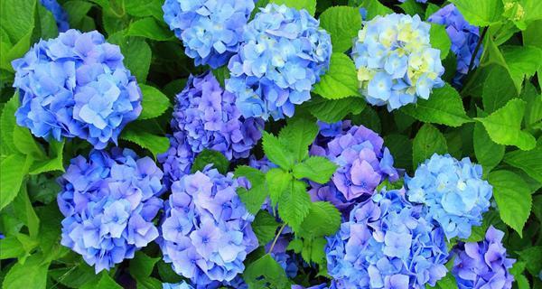 八仙花的特点与栽培技巧（探秘八仙花的华丽与多姿）