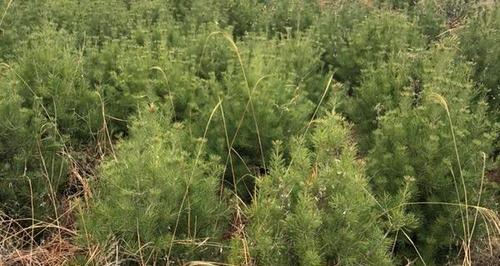 白皮松的栽培技巧（从土壤、肥料到修剪，一步步教你种出美丽的白皮松）