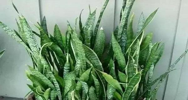 如何防止虎皮兰在冬天受冻（养护技巧和注意事项）