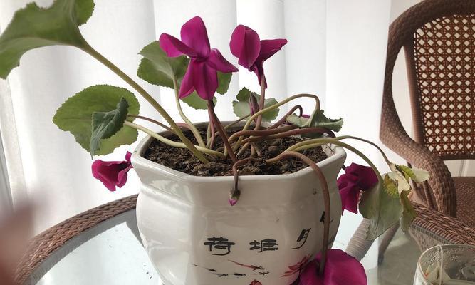 叶子发黄的植物急救妙招(让你的植物重获生机,一招在手不求人)