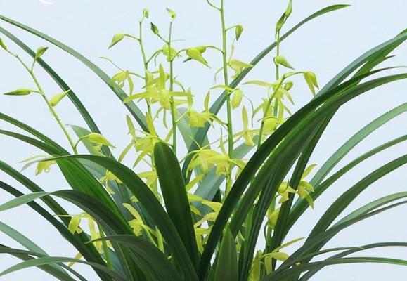 兰花种植指南（掌握技巧成功养护）
