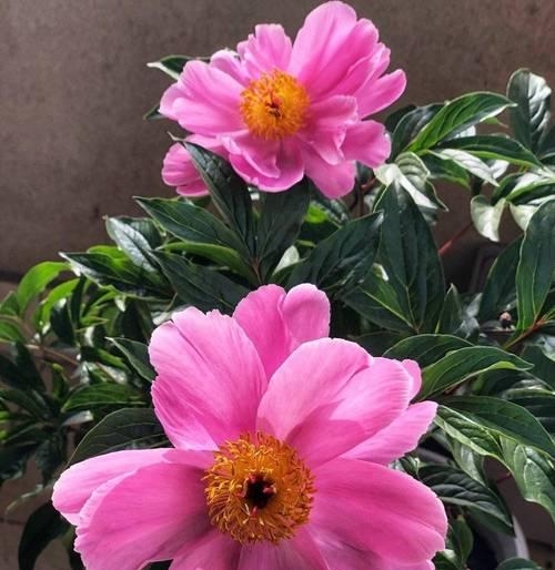 不宜以芍药为主的养花环境（避免芍药花的家庭养殖误区）