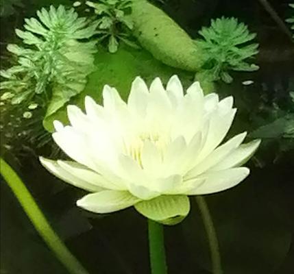 黄金莲花的寓意（神圣与纯洁）