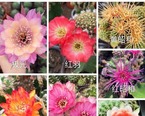 黄金莲花的寓意（神圣与纯洁）