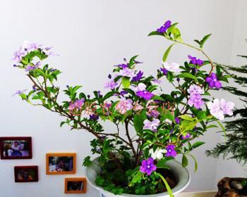 如何修剪双色茉莉才能开花？（一步步教你让双色茉莉绽放美丽）
