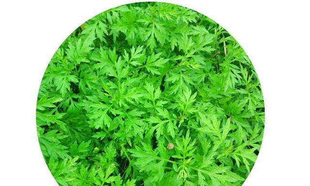 艾草的奇妙功效（探寻艾草的药用价值及美容功效）