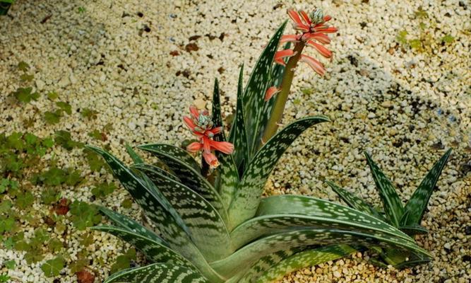如何种植翠花掌（从选苗到养护全面解析，让你轻松拥有盆栽新宠）