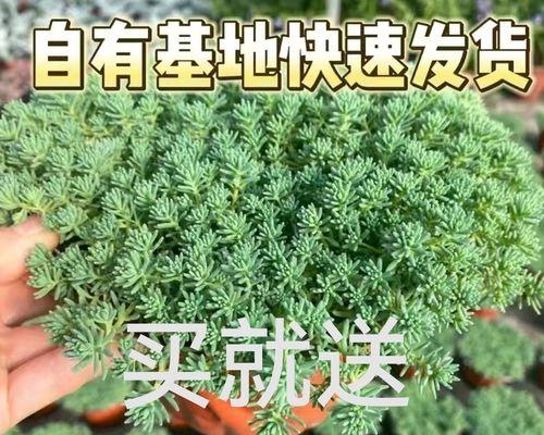 如何养护薄雪万年草？（薄雪万年草的养护技巧与注意事项）