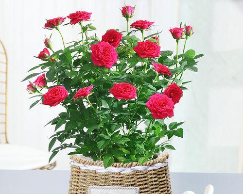 盆栽小玫瑰花怎样才能长得更美？（从选购开始，教你打造美丽的盆栽小玫瑰花）