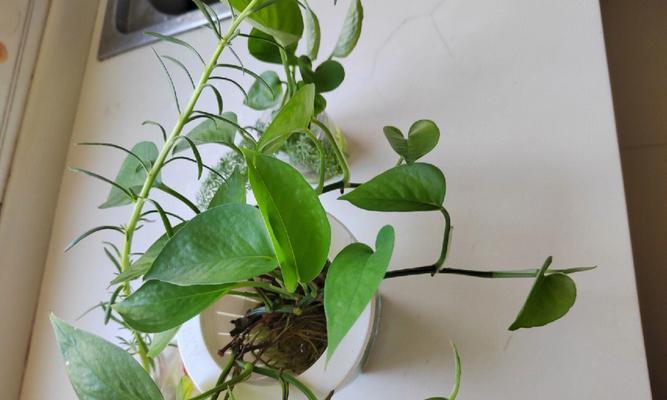 绿萝水养，让家居充满生机（简单易行的绿植护理法，让绿萝更健康美丽）