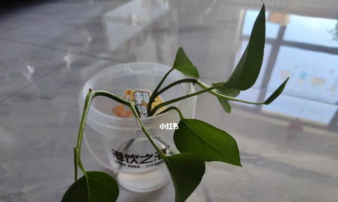 绿萝水养，让家居充满生机（简单易行的绿植护理法，让绿萝更健康美丽）