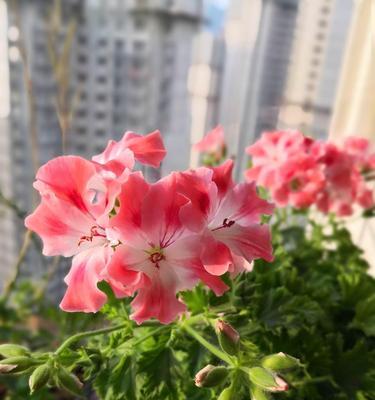 选择大花天竺葵品种,让养护更加简单(挑选适合自己的品种,轻松打造花园魅力)