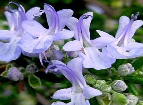 迷迭香的花语（迷迭香花语的深层含义和传承之美）