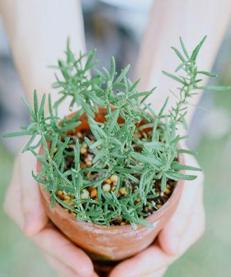 迷迭香的花语与意义（探寻迷迭香花语的神秘之处）