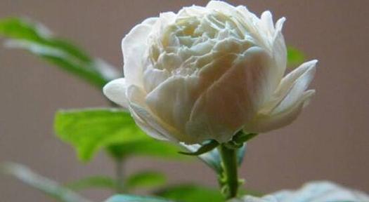 茉莉花的花语与寓意（探索茉莉花的象征意义与文化内涵）