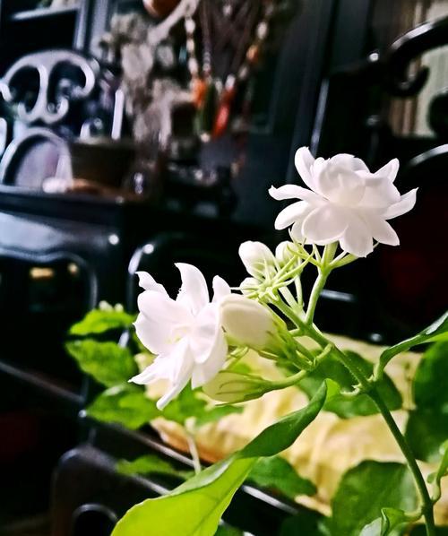 茉莉花的寓意与象征（美丽的茉莉花散发着独特的芬芳）
