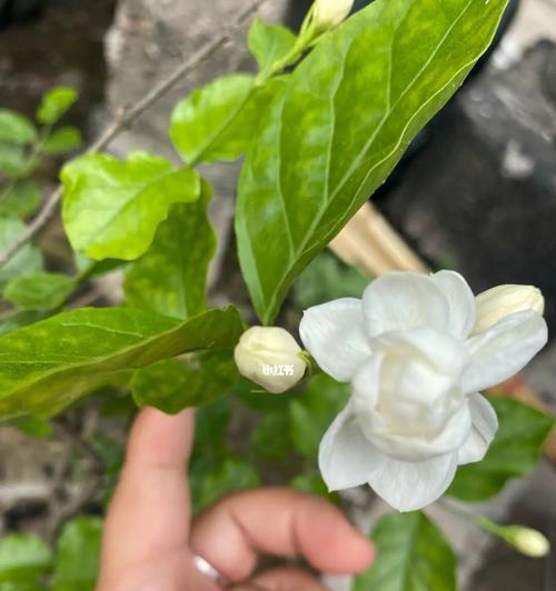 茉莉花的寓意与象征（美丽的茉莉花散发着独特的芬芳）
