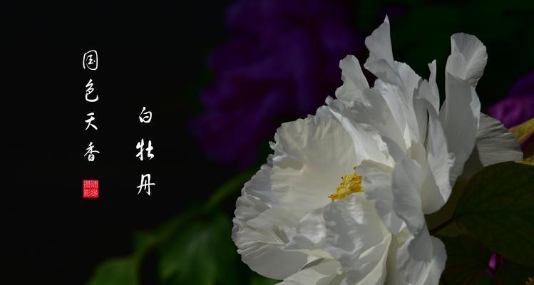 牡丹花的寓意与花语（探寻牡丹花的象征意义与传达信息的方式）
